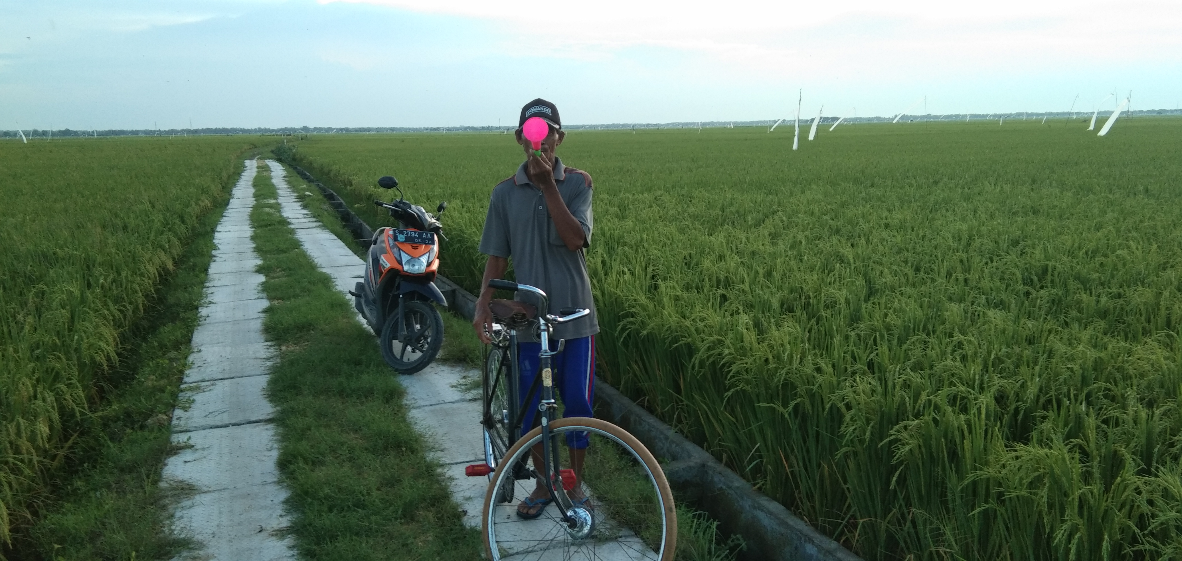 23+ Burung sawah yang bisa dimakan terbaru