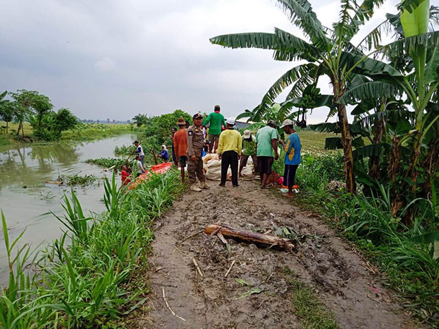 Tanggul Jebol 135 Hektar Tanaman Padi Siap Panen Terancam Gagal Panen