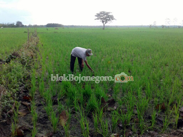 Puluhan Hektar Padi Kepohbaru Terancam Gagal Panen