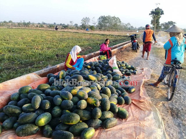 Petani Desa Kalicilik Mulai Panen Semangka