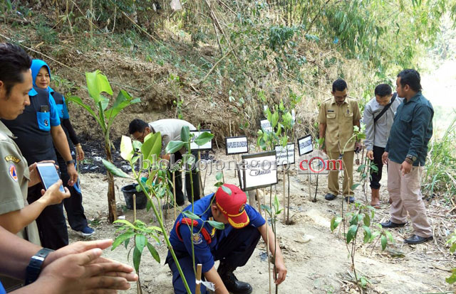 Seribuan Magrove Ditanam di Wisata Semawot