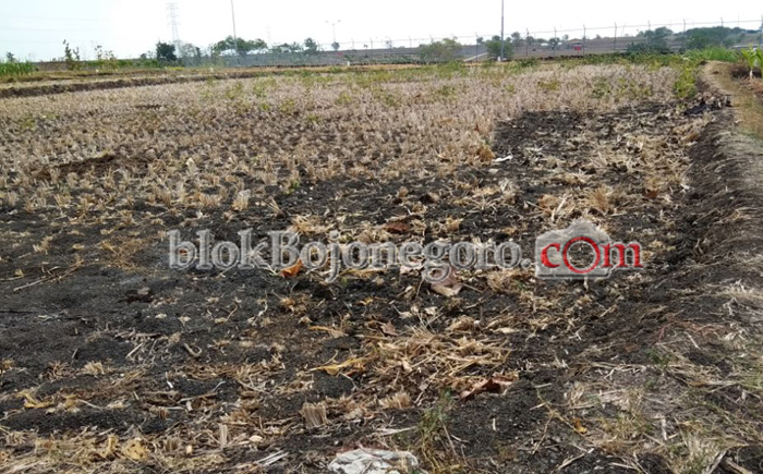 Kemarau, Petani Gayam Biarkan Lahan 'Bero'