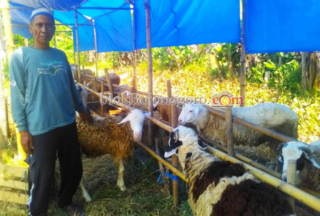 Penjual Kambing Mulai Buka Lapak di Tepi Jalan