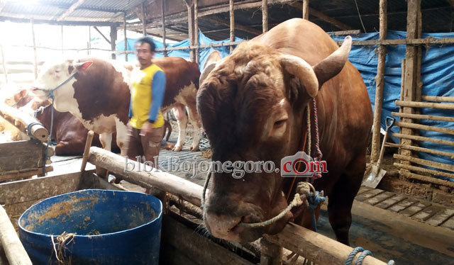 Biasa Dipesan Pejabat, Sapi 1,3 Ton di Peternakan ini Belum Bertuan