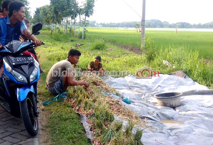 Disperta Dapat Bantuan Bibit Bawang Merah 100 Ton