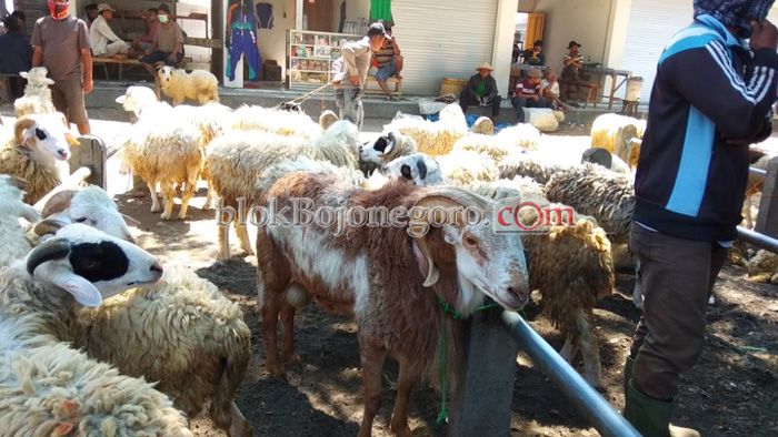 Kurban Semakin Dekat, Harga Kambing Terus Naik