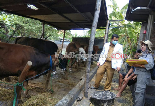 Disnakkan: Ternak Bojonegoro Aman dari Antraks