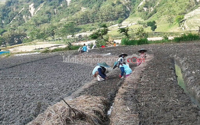 Musim Kemarau, 31 Hektar Lahan Petanian Ditanami Bawang Merah
