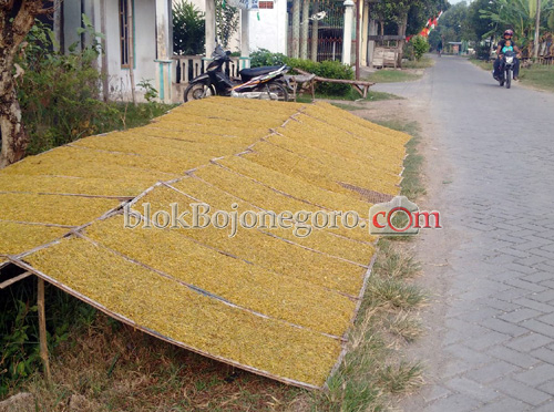 Harga Jual Tembakau Capai 27.000 per Kilonya