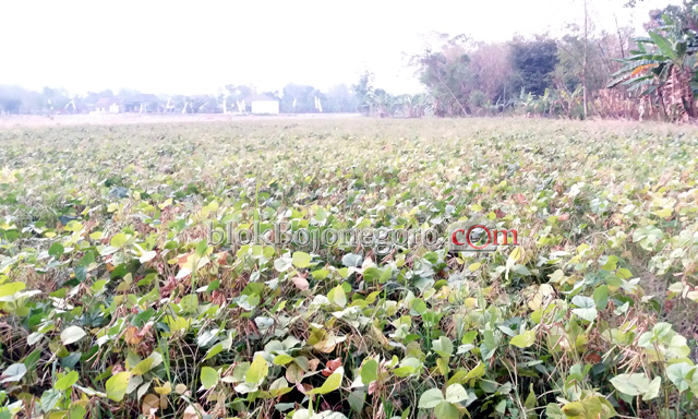Tikus Serang Tanaman Kacang Hijau dan Kedelai di Desa Sidodadi