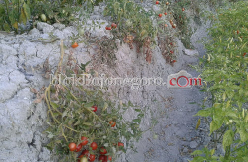 Pasrah, Masuk Masa Panen, Harga Tomat Anjlok