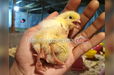 Unik, Ada Ayam Berkaki Empat
