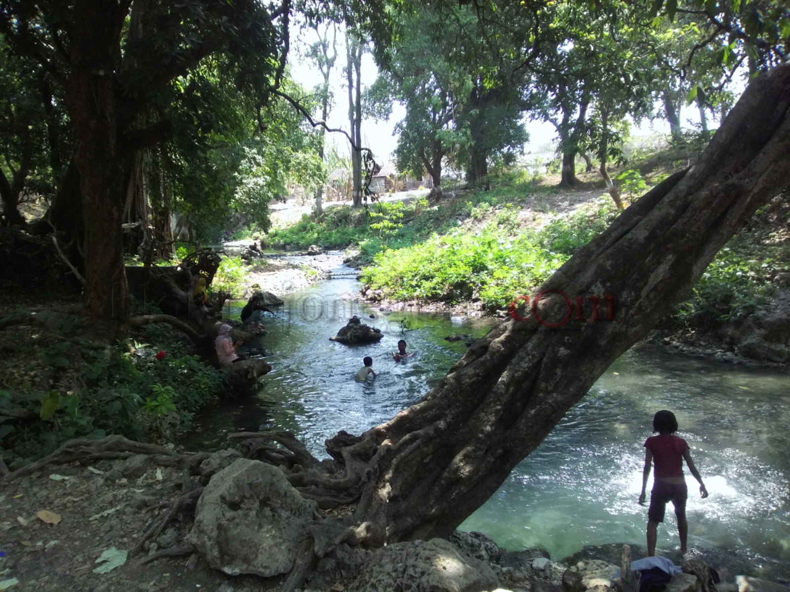 Wisata Growgoland Ditanami 100 Bibit Mejuwet, ini Tujuannya..
