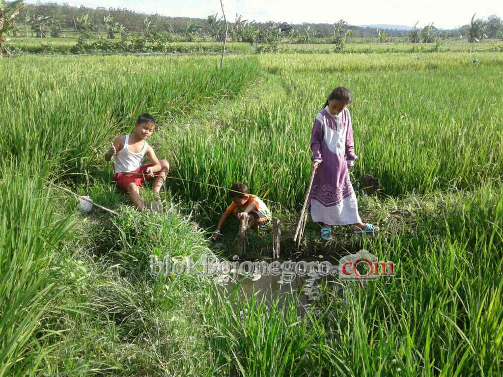 150 Hektar Sawah di Balen Jadi Percontohan Tanaman Sehat