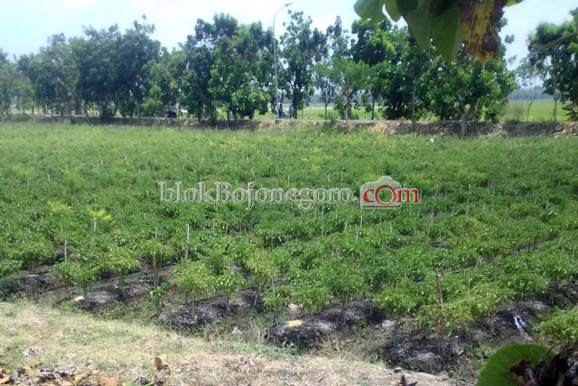 Hasil Panen Menurun, ini yang Dilakukan Petani Cabai Meminimalisir Kerugian