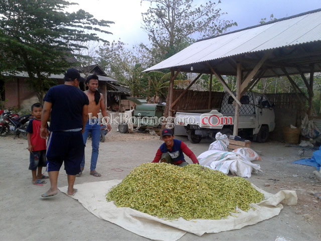 Tanam Cabai jadi Andalan Warga Sekar