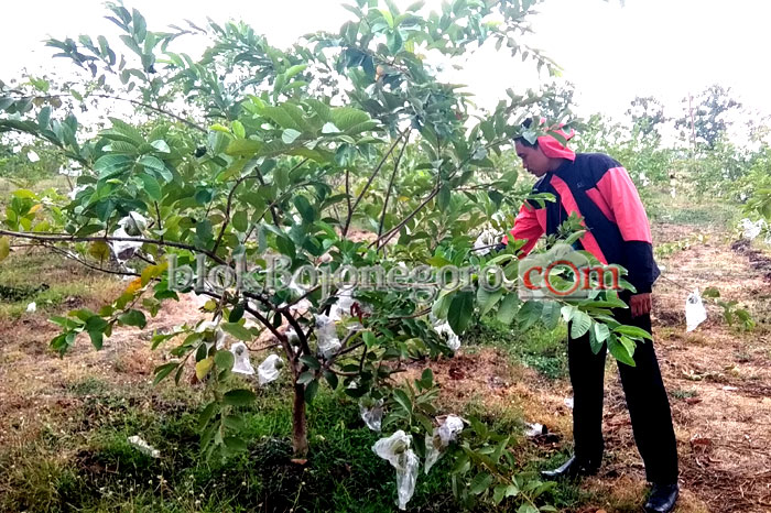 Suka Jambu Kristal? Yuk Datang dan Petik di Sini ..