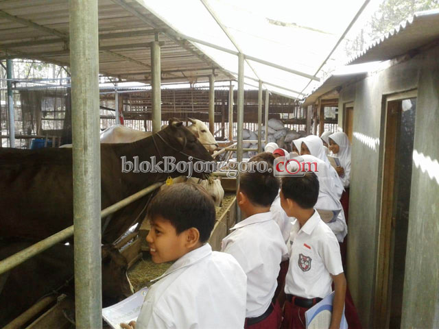 Siswa SDN Sekaran Kasiman, Belajar Cara Beri Pola Makan Sapi