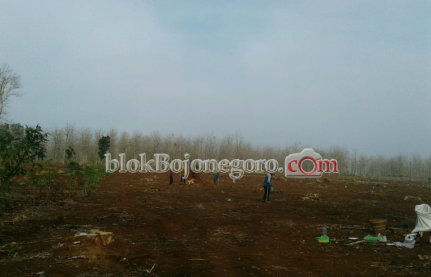 Musim Hujan, Jagung Andalan Petani Pinggir Hutan