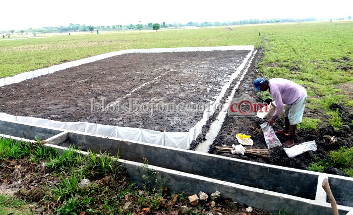 Hujan Datang, Petani Padi Gerak Cepat