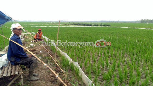 Hama Tikus Serang Tanaman Pertani Desa Cangaan
