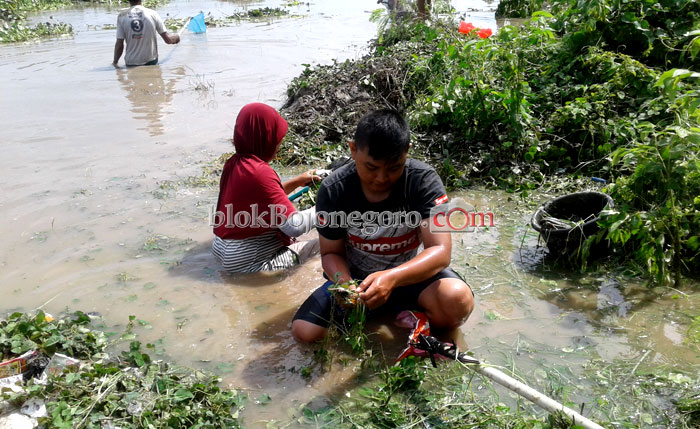 Masyarakat Sekitar Bengawan Panen Ikan Mabok