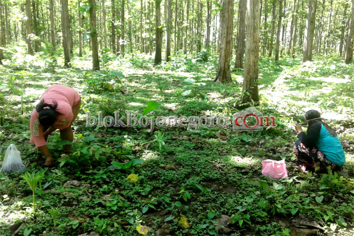 Masyarakat Pinggir Hutan Panen 'Entung'