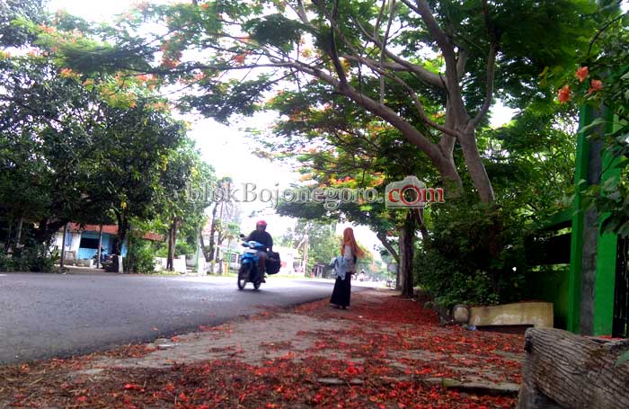Pohon Akasia di Baureno Mendadak Jadi Spot Foto Menarik