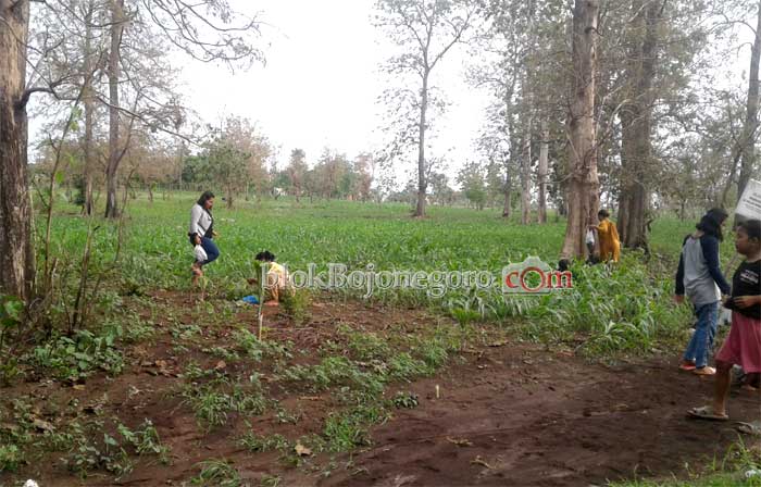 Harga Lumayan, Pencari Entung Makin Ramai