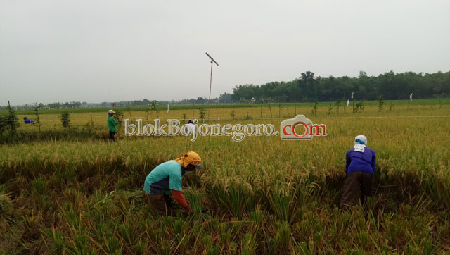 Harga Gabah Capai Rp5000, Petani di Kanor Sumringah