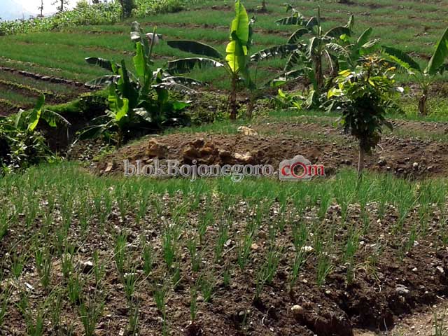 Hujan Terus Menerus, Bawang Merah di Sekar Sebagian Boler