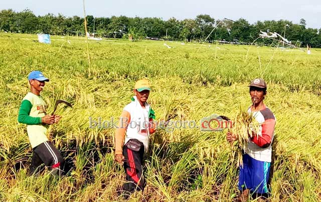Padi Gadu di Caruban Mulai Panen