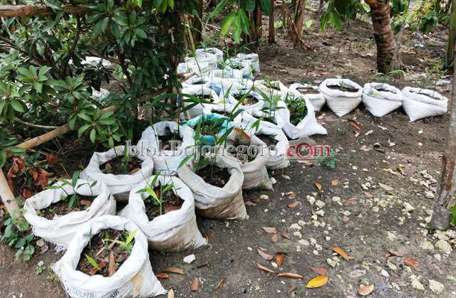 Dorong Tanam Jahe Merah, Disperta Klaim Harga Tinggi Saat Panen