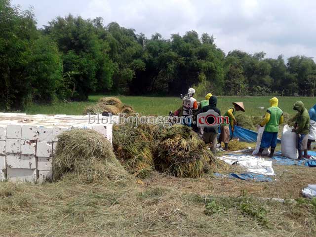 Panen, Harga Padi di Malo Capai Rp4700 Perkilogram