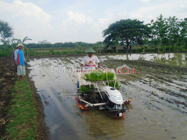 Gapoktan di Kepohbaru Tanam Padi Pakai Rice Transplanter