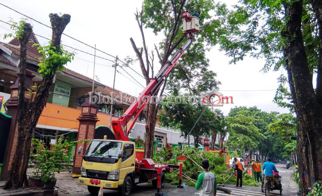 Dipangkas, Jaga Keseimbangan Pohon Agar Tak Mudah Roboh