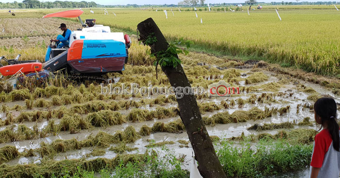 Dilema Buruh saat Mesin Turun ke Sawah