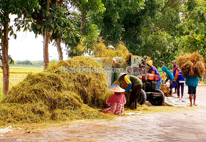Buruh Diantara Blower dan Combine Harvester