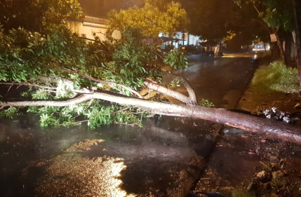 Pohon Tumbang Hadang Jalan