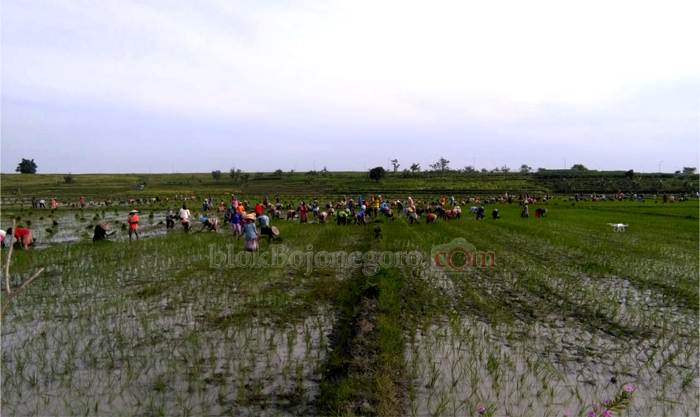 Unik, 380 Warga Desa Ini Tandur Bareng Diiringi Musik Tradisional