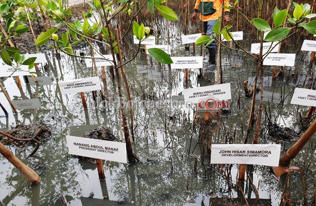 Pertamina EP Berikan 5000 Bibit dan 2 Perahu untuk Kebun Raya Mangrove