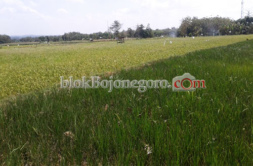 Disperta Bojonegoro Maksimalkan Program Pertanian