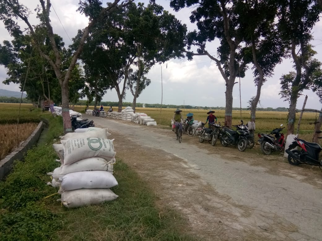 Petani dan HIPPA Gedongarum Panen Besar