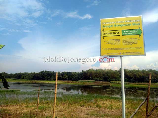 Bengawan Mati di Desa Pilang, Begini Sejarahnya...