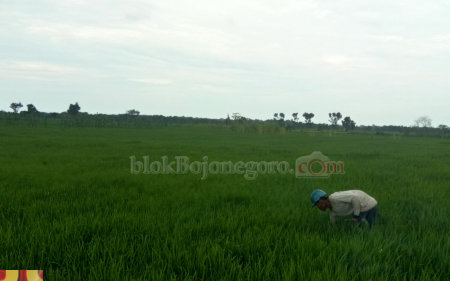 Minim Sumber, Petani di Desa Klempun Andalkan Air Hujan