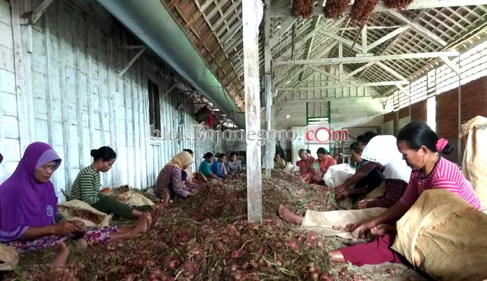 Stok Bawang Merah Melimpah, Tenaga 'Batil' Dibutuhkan