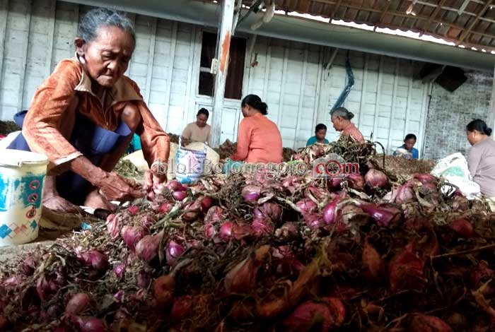 Hidup Sebatang Kara, Nenek Ini Tetap Semangat Bekerja