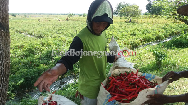 Petani Cabai Keluhkan Harga Jual yang Terus Menurun