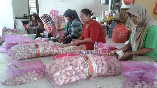 Pengusaha Bawang Putih ini Raup Rp50 Juta per Hari
