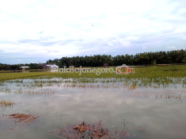 100 Hektar Lahan Pertanian Warga Simbatan Terendam Banjir